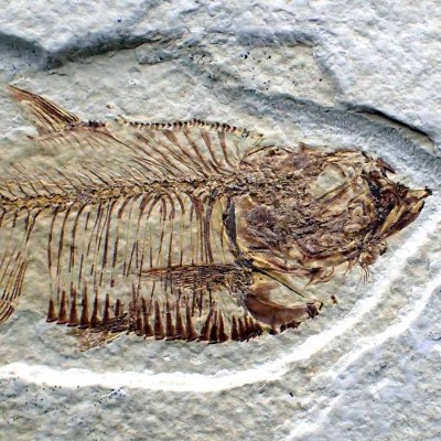 Diplomystus dentatus - FP265