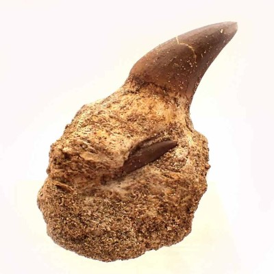 Eremiasaurus heterodonthus FAR26