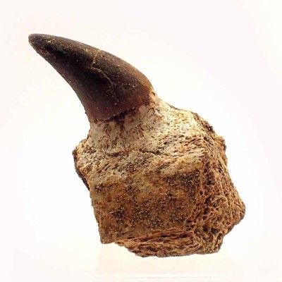 Eremiasaurus heterodonthus FAR26