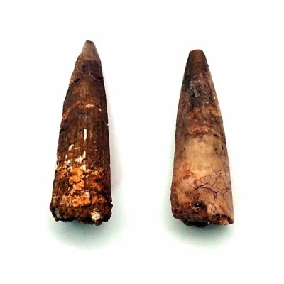 Buy tooth Spinosaurus aegyptiacus- FD210
