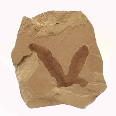 Paleobotánica de colección Lygodium kaulfussii - FH333