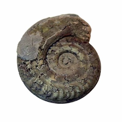 Ammonites piritizado,Hildoceras bifrons-FA029