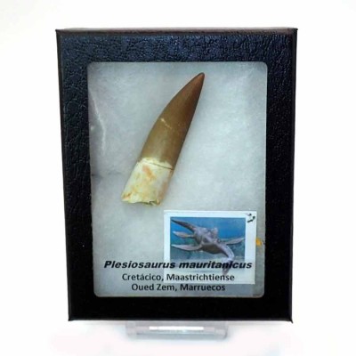 Plesiosaurus mauritanicus  FAR27