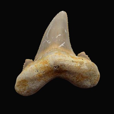 Buy fossil shark teeth, Carcharocles aksuaticus-F101