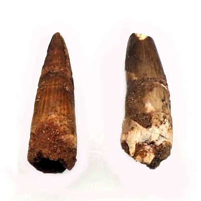Comprar diente de Spinosaurus aegyptiacus-FD133