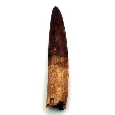 Comprar diente de dinosaurios, Rebbachisaurus garasbae - FD212