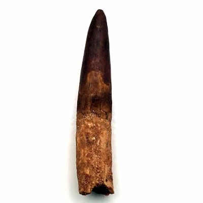Collectible dinosaur tooth, Rebbachisaurus garasbae - FD213