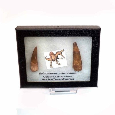 Comprar fósil de colección Spinosaurus marrocanus - FD216