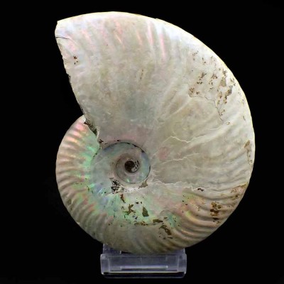 Cleoniceras besairiei- FA030