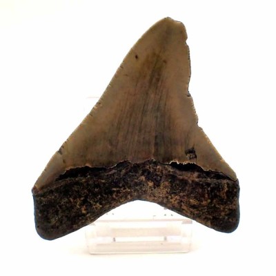 Dientes de colección Carcharocles megalodon - F053