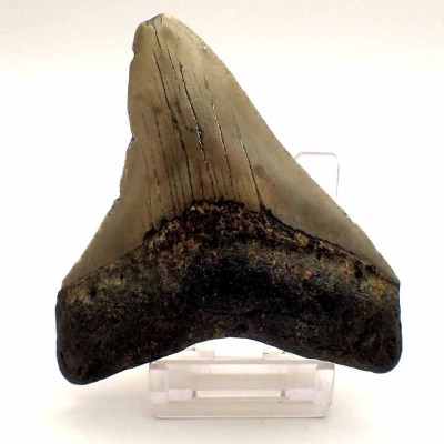 Carcharocles megalodon F053