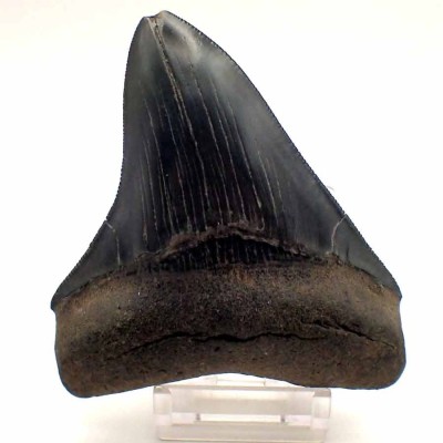 Dientes de tiburón fosilizados,Carcharocles megalodon - F113