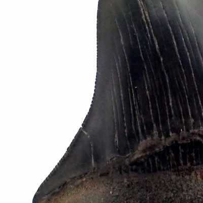 Dientes de tiburón fosilizados,Carcharocles megalodon - F113