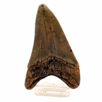 Carcharocles megalodon - F121