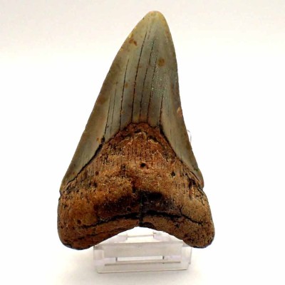 Carcharocles megalodon - F121
