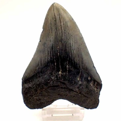 Carcharocles megalodon F130