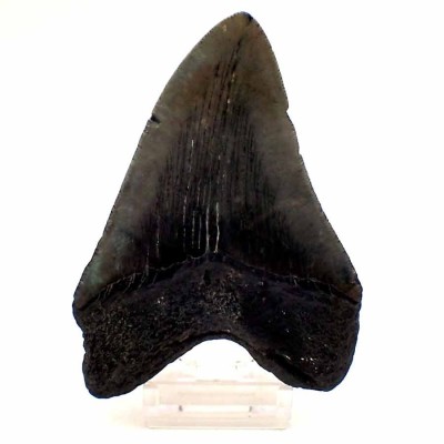 Carcharocles megalodon F130