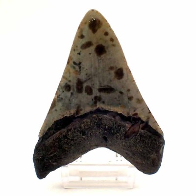 Buy collectible teeth, Carcharocles megalodon - F140