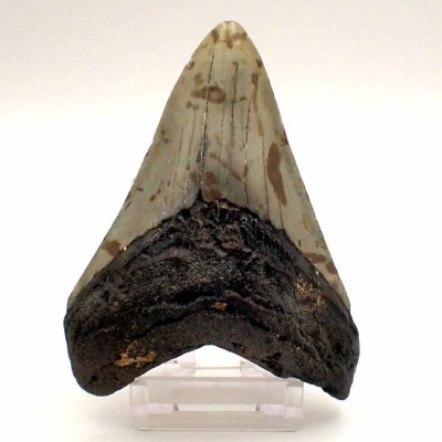 Comprar dientes de colección, Carcharocles megalodon - F140