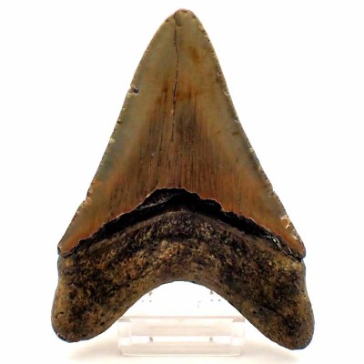 Buy fossil shark tooth Carcharocles megalodon - F153