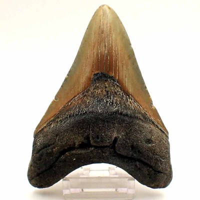 Buy fossil shark tooth Carcharocles megalodon - F153