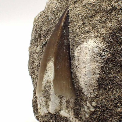 Mosasaurus, Prognathodon  anceps - FAR28