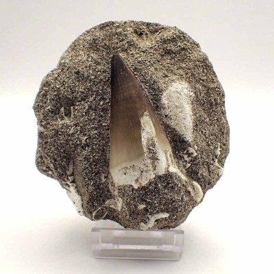 Mosasaurus, Prognathodon  anceps - FAR28