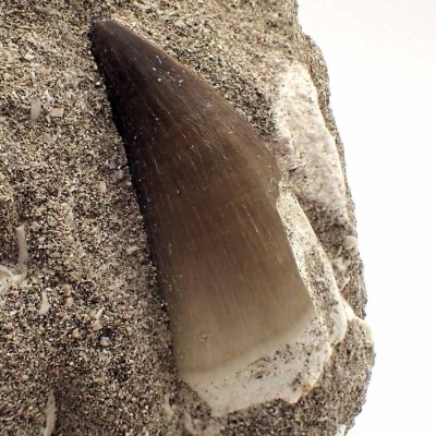 Mosasaurus, Prognathodon  anceps - FAR28