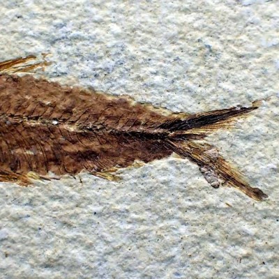 Knigthia eocaena- FP251