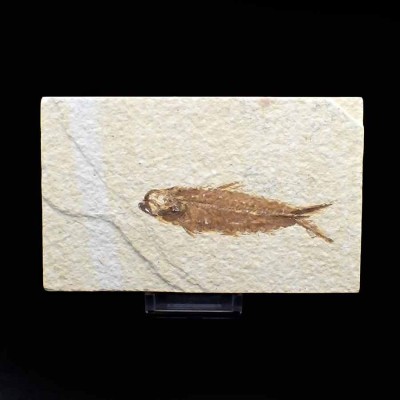 Knigthia eocaena- FP251