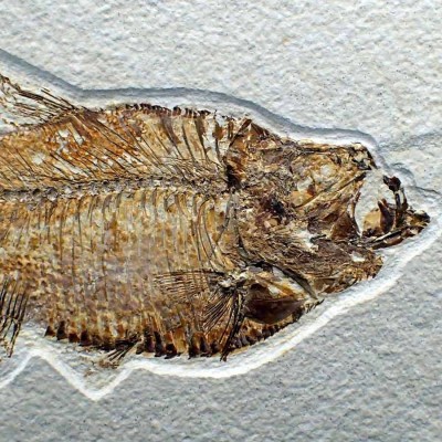 Diplomystus dentatus FP282