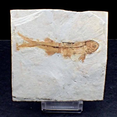 Lycoptera davidi - FP270