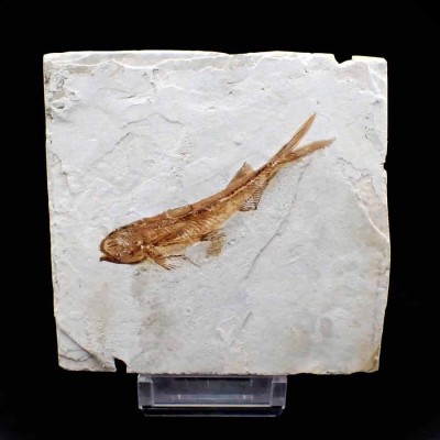 Lycoptera davidi - FP279
