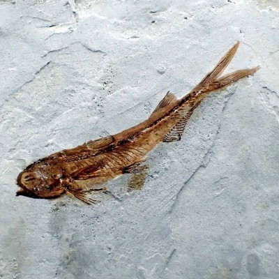 Lycoptera davidi - FP279