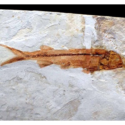 Lycoptera davidi - FP289