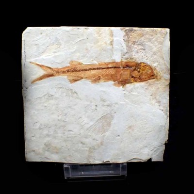 Buy collectible Lycoptera davidi fish - FP289