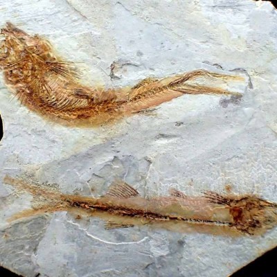 Lycoptera davidi - FP297
