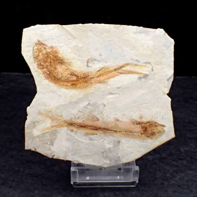 Lycoptera davidi - FP297