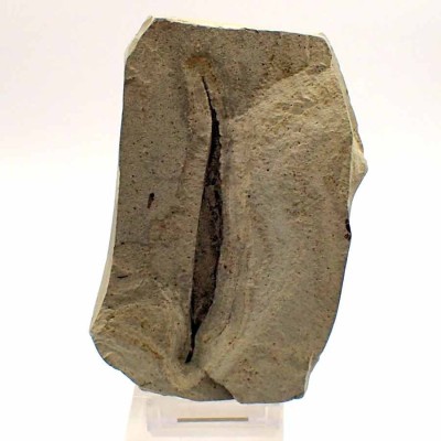 Paleobotánica de colección Pseudosalix handleyi - FH334
