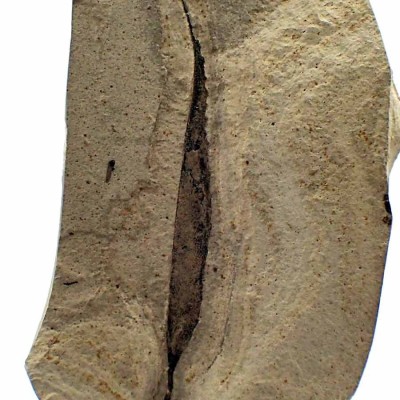 Pseudosalix handleyi FH334