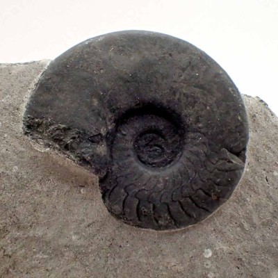 Ammonites de colección, Gonioclymenia sp. - F037