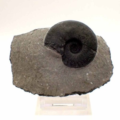 Ammonites de colección, Gonioclymenia sp. - F037