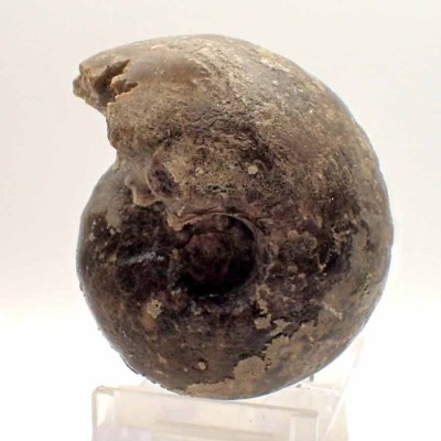 Ammonites de colección,Fagesia peroni- FA038