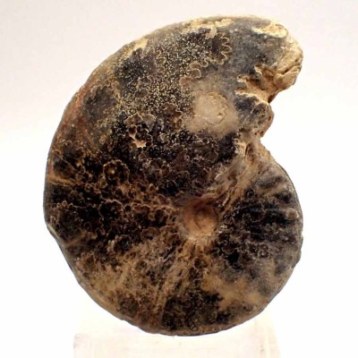 Choffaticeras segne-FA041