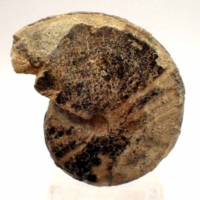Choffaticeras segne-FA041