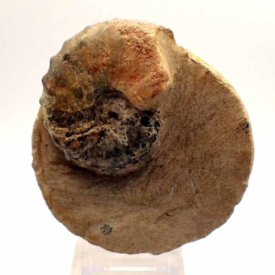 Mammites nodosoides- FA043