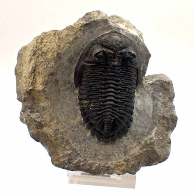 Comprar trilobites de colección, Hollardops mesocristata - FT380