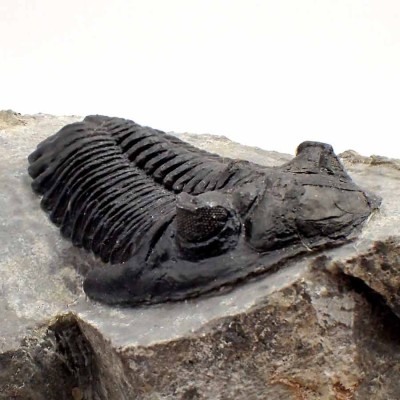 Comprar trilobites de colección, Hollardops mesocristata - FT380