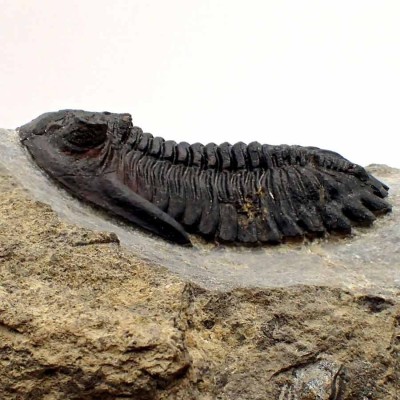 Comprar trilobites de colección, Hollardops mesocristata - FT380