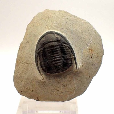 Comprar trilobites de colección, Cornuproetus sp-FT381